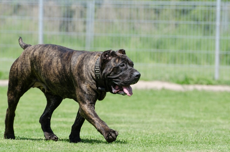 5 Of The Largest Dog Breeds In The World The Hunting Dog